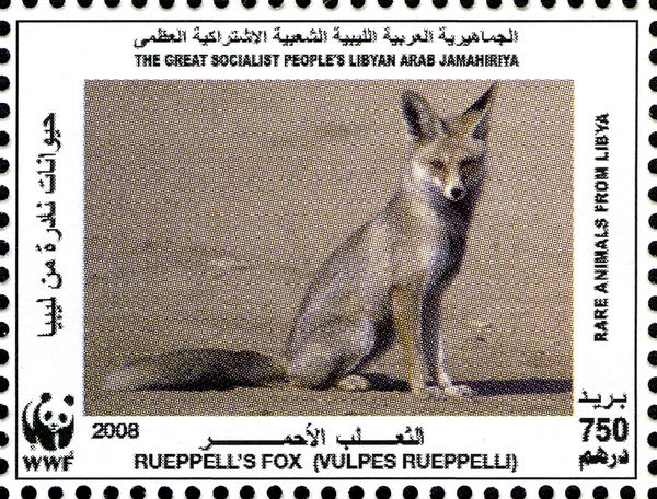 Rüppell's Fox (Vulpes rueppellii)