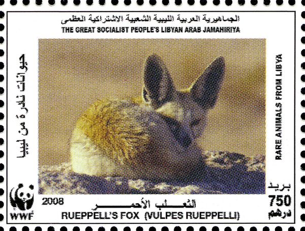 Rüppell's Fox (Vulpes rueppellii)