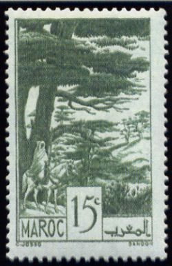 Ifrane: cedar forests