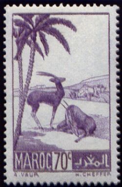 Moroccan Dorcas Gazelle (Gazella dorcas massaesyla)