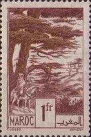 Cedar Forest