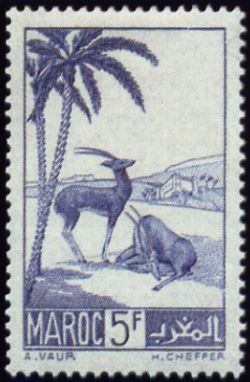 Moroccan Dorcas Gazelle (Gazella dorcas massaesyla)