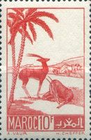Moroccan Dorcas Gazelle (Gazella dorcas massaesyla)