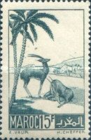Moroccan Dorcas Gazelle (Gazella dorcas massaesyla)