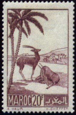 Moroccan Dorcas Gazelle (Gazella dorcas massaesyla)