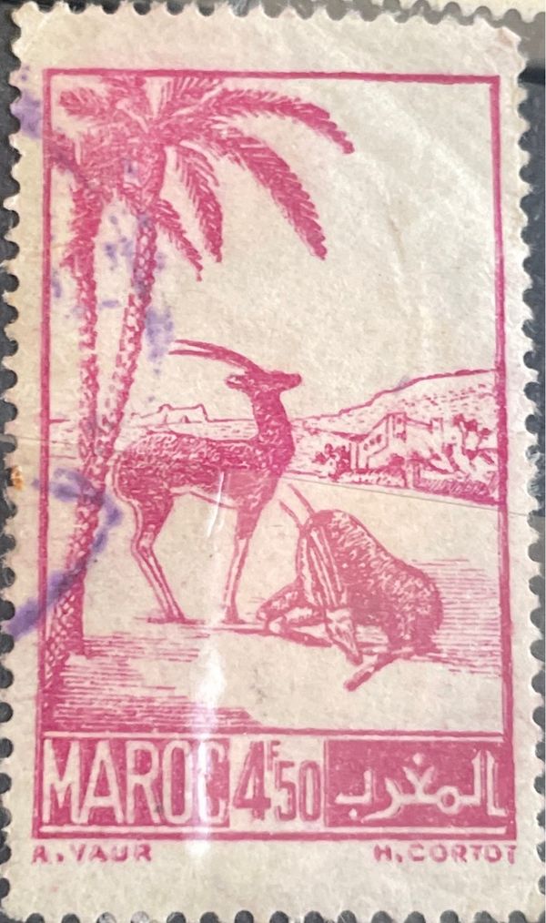 Moroccan Dorcas Gazelle (Gazella dorcas massaesyla)
