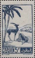 Moroccan Dorcas Gazelle (Gazella dorcas massaesyla)