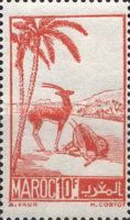 Moroccan Dorcas Gazelle (Gazella dorcas massaesyla)