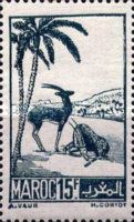Moroccan Dorcas Gazelle (Gazella dorcas massaesyla)