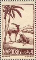 Moroccan Dorcas Gazelle (Gazella dorcas massaesyla)