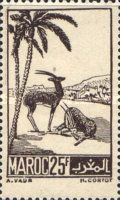 Moroccan Dorcas Gazelle (Gazella dorcas massaesyla)