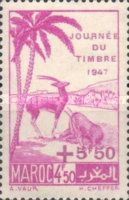Moroccan Dorcas Gazelle (Gazella dorcas massaesyla)