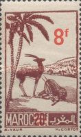 Moroccan Dorcas Gazelle (Gazella dorcas massaesyla)