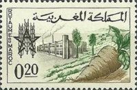 Sugar Refinery for Sidi Slimane, Sugar Beet
