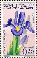 Iris tingitana