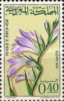 Gladiolus segetum
