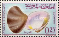 Smooth Clam (Pitaria chione)
