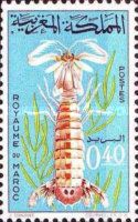 Mantis Shrimp (Squilla mantis)