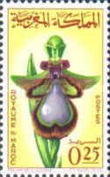 Ophrys speculum