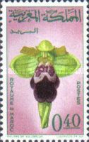 Ophrys fusca