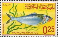 Twaite Shad (Alosa finta)