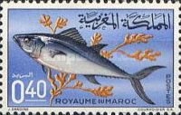 Plain Bonito (Orcynopsis unicolor)