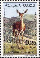 Slender-horned Gazelle (Gazella leptoceros)