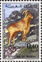 Barbary Sheep (Ammotragus lervia)