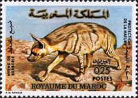 Striped Hyaena (Hyaena hyaena)