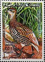 Double-spurred Francolin (Francolinus bicalcaratus)