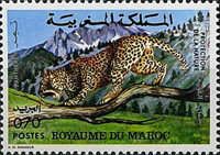 Leopard (Panthera pardus)