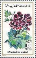 Pelargonium sp.