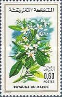 Citrus aurantium