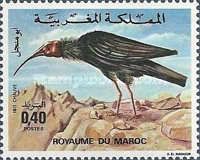 Northern Bald Ibis (Geronticus eremita)