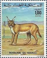 Caracal (Caracal caracal)