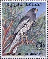 Dark Chanting Goshawk (Melierax metabates)