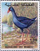 Western Swamphen (Porphyrio porphyrio)
