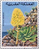Aeonium arboreum