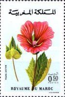 Malope trifida