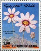 Leucantheum catanance