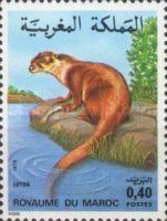 Eurasian Otter (Lutra lutra)