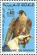 Peregrine Falcon (Falco peregrinus)
