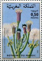 Senecio antheuphorbium