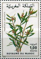 Periploca laevigata