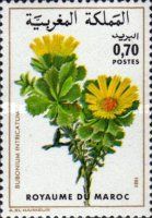 Bubonium intricatum