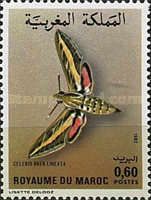 Hummingbird Moth (Celerio lineata)