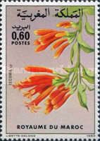 Tecoma sp.