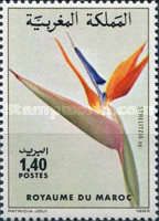 Strelitzia sp.