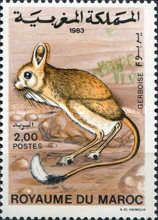 Lesser Egyptian Jerboa (Jaculus jaculus)