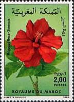Hibiscus rosa-sinensis